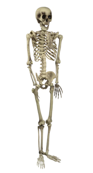 Halloween Skeleton 150cm $69.99 (RRP $149.99) @ Riot Stores