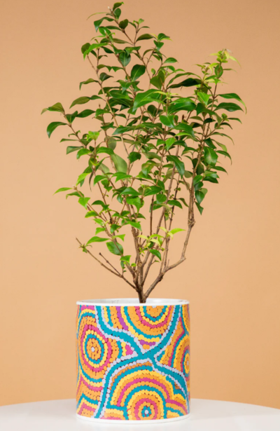 Nguru Yurntuma-wana (15cm) Ceramic Plant Pot $23.76 (RRP $33.95) @ Yarn